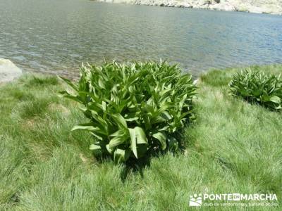 Parque Regional Sierra de Gredos - Laguna Grande de Gredos;viajes de naturaleza;viajes en fin de añ